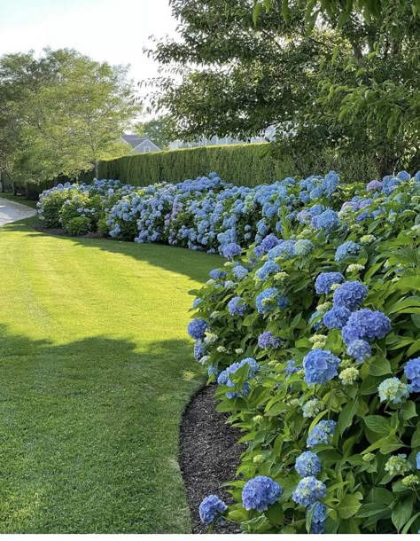 Hydrangea Porch, Hydrangea Walkway, Hydrangea Fence, Hydrangea Front Yard, Landscaping Hydrangeas, Hydrengas Garden Ideas, Hydragenas Garden Ideas, Blue And White Garden, House With Hydrangeas