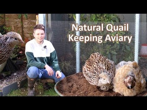 Natural Quail Keeping Aviary - YouTube Natural Quail Habitat, Quail Pen Ideas, Quail Keeping, Quail Pen, Quail Coop, Backyard Projects, Coop, Nature