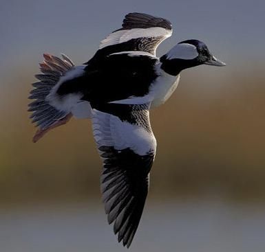 Bufflehead male Bufflehead Duck, Redhead Duck, Duck Flying, Waterfowl Taxidermy, Duck Mount, Waterfowl Art, Canadian Animals, Duck Stamp, Decoy Carving