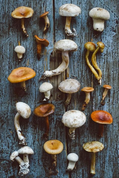 Different Types Of Mushrooms, Types Of Mushrooms, Cup Of Jo, Mushroom Fungi, Wonderful Weekend, Wild Mushrooms, Mushroom Art, Food Styling, Food Photo