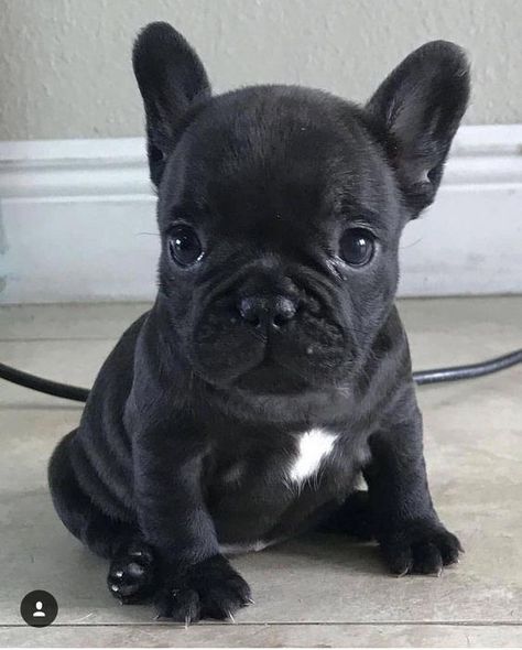 Baby French Bulldog, Cute Bulldog Puppies, Super Cute Puppies, Cute Bulldogs, Frenchie Puppy, Really Cute Dogs, Cute French Bulldog, Cute Little Puppies