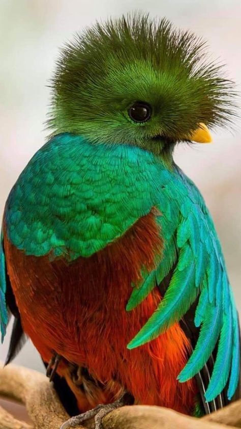 Guatemala Pictures, Most Beautiful Birds, Kinds Of Birds, Airbrush Art, Funny Birds, Nature Birds, Bird Pictures, Exotic Birds, Tropical Birds