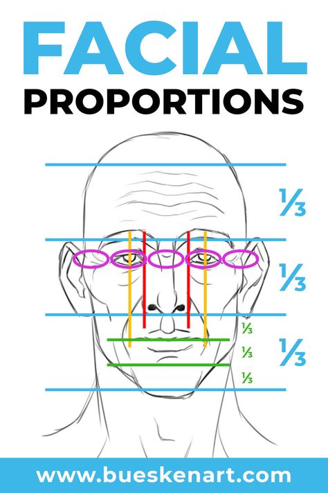 Basic Proportions Of The Face, Human Head Proportions, Human Head Proportions Drawing, Face Dimensions Drawing, Face Measurements Drawing, Human Face Proportions, Face Proportions Reference, Human Proportions Drawing, Face Ratio Drawing