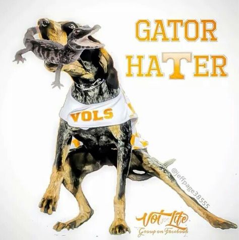 Gator Hater Florida Gator Memes, College Football Memes, Tennessee Mascot, Tn Vols Football, Tn Titans, University Of Tn, Tn Football, Rocky Top Tennessee, Tennessee Volunteers Football