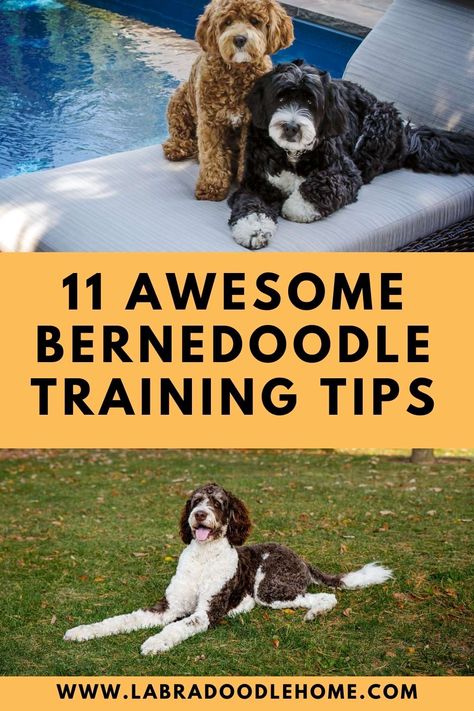 Bernedoodle Training, Bernadoodle Puppy, Puppy Schedule, Mini Bernedoodle, Bernedoodle Puppy, Joyful Life, Cocker Spaniel Puppies, Train Your Dog, Doodle Dog