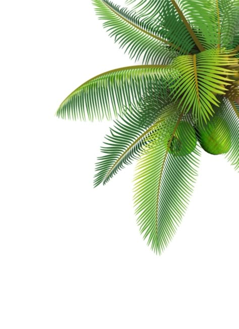 Coconut Tree Wallpaper, Coconut Tree Leaves, Coreldraw Design, Iphone Wallpaper Blur, Graphic Design Cv, Birthday Background Design, Disney Character Drawing, Photoshop Backgrounds Free, Photoshop Design Ideas