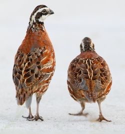 2 Quail Strange Birds, Bobwhite Quail, Bird Paradise, Colourful Birds, Quails, Green Acres, Bird Carving, Bird Hunting, Bird Watcher