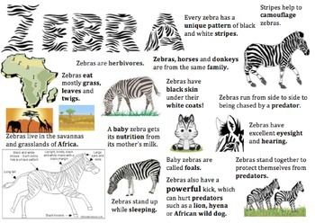 I used this zebra information placemat to support my lower readers when sourcing information for a report on zebras. It's really handy if you can't get your hands on low texts. Animal Fact File, Preschool Zoo Theme, Animal Facts For Kids, Diy Cat Enclosure, Zoo Preschool, Animal Infographic, Farm Animals Activities, Habitats Projects, Zoo Activities