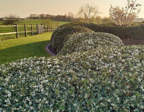 Osmanthus Burkwoodii, Amelanchier Lamarckii, Gravel Garden, Garden Architecture, Garden Pool, Garden Trees, Garden Gates, Hedges, Landscape Architecture