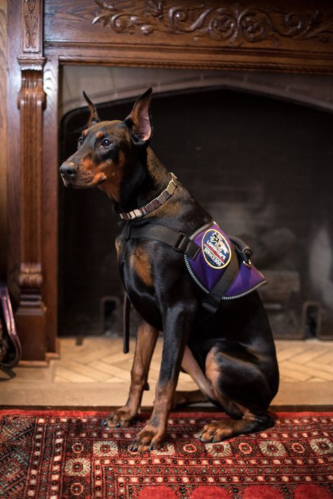 Doberman Pinscher Service Dog, Doberman Service Dog, Doberman Pinchers, Dog Doberman, Service Dogs Gear, Service Dog Training, Service Dog Vests, Dog Vests, Doberman Puppy