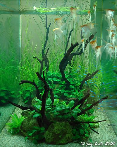 angel fish tank | Angelfish tank? Angelfish Tank, Angelfish Aquarium, Freshwater Angelfish, Angel Fish Tank, Cool Fish Tank Decorations, Fish Tank Themes, Cool Fish Tanks, Tropical Fish Tanks, Aquarium Terrarium