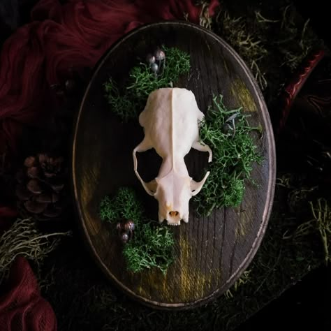 Animal Bone Display, Decorated Animal Skulls, Animal Bones Crafts, Nature Trinkets, Oddities Crafts, Wood Plaque Ideas, Wood Plaque Ideas Diy, Animal Bone Art, Skull Decor Diy