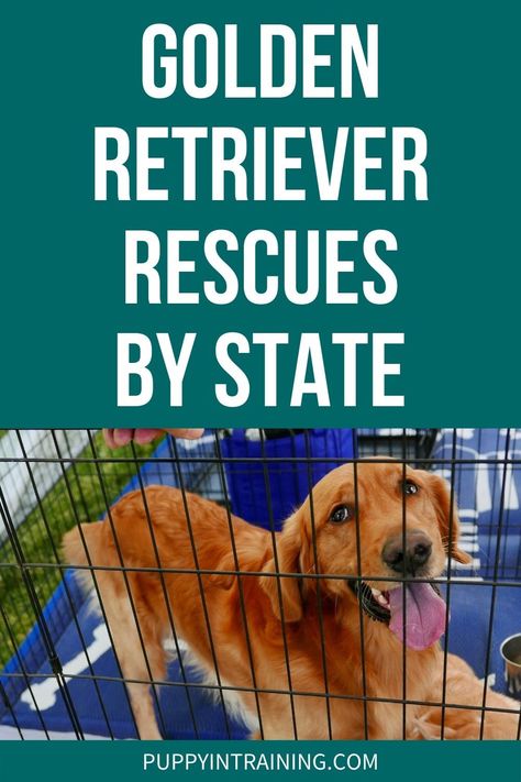 List of golden retriever rescue centers by state, why adopt a golden retriever, and essential things to know before bringing your golden retriever home. Female Golden Retriever, Golden Retriever Training, Golden Retriever Rescue, Golden Puppies, Golden Puppy, A Golden Retriever, Puppy Food, Golden Retriever Puppy, Sporting Dogs