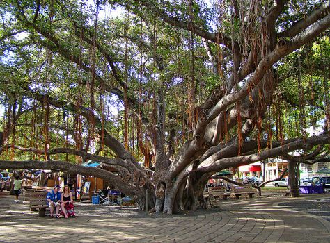 Lahaina Maui - I didn't take photo of this tree, so had to share someone elses. Loved Lahaina though! Hawaii 2023, Lanikai Beach, Lahaina Maui, Trip To Maui, Night Rain, Maui Travel, Maui Vacation, Hawaiian Vacation, Banyan Tree