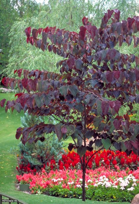 Eastern Redbud -  "Forest Pansy" Forest Pansy Redbud, Forest Pansy, Cercis Canadensis, Eastern Redbud, Hgtv Garden, Redbud Tree, Specimen Trees, Ornamental Trees, Deciduous Trees