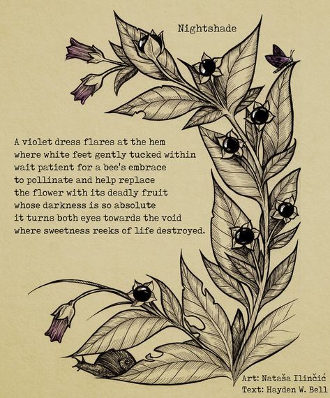 Deadly Nightshade Botanical Illustration, Nightshade Tattoo Design, Night Shade Flower Tattoo, Poisonous Plants Illustration, Nightshade Flower Tattoo, Deadly Night Shade Tattoo, Gothic Plant Tattoo, Belladona Flower Tattoo, Nightshade Drawing