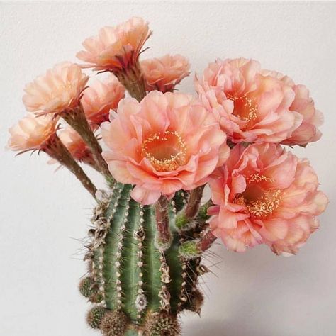 Sandra Begotka (@sandrabegotka) • Instagram photos and videos Indoor Cactus Plants, Kinds Of Cactus, Kaktus Dan Sukulen, Flowering Succulents, Indoor Cactus, Cactus Care, Cactus Art, Cactus Flowers, Giant Flowers