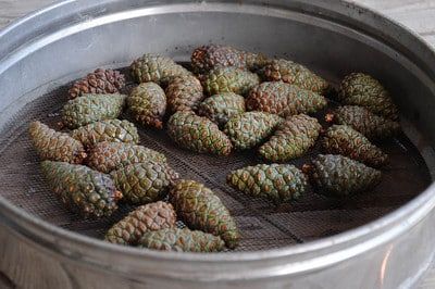 Pine cone technique - Bonsai Tonight Pine Cone Bonsai How To, Planting Pine Cones, Pine Cone Seeds, Celebrating Yule, How To Grow Bonsai, Pine Seeds, Bonsai Diy, Japanese Black Pine, Pine Cone Tree