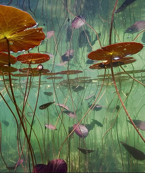 Lilypad Underwater, Water Lilies Underwater, Water Nymph Art, Giant Lily Pads, Sea Nymph Aesthetic, Pond Underwater, Underwater Flowers, Underwater Landscape, Underwater Plants