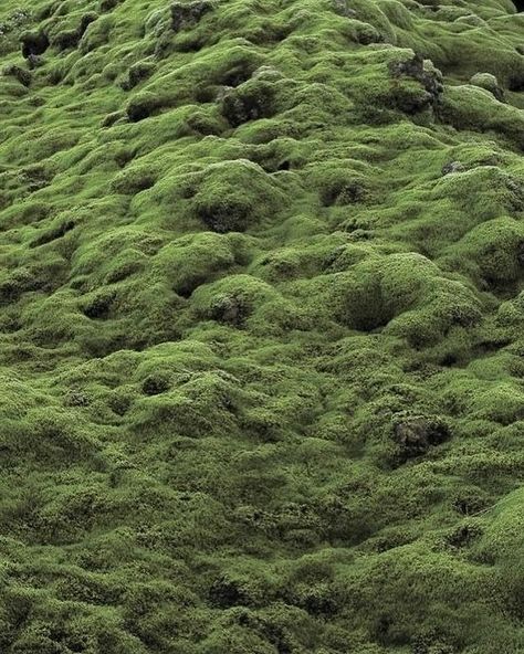 Land Texture, Moss Aesthetic, Moss Texture, Exhibit Ideas, Green Photography, Stay Soft, Board Inspiration, Mood Board Inspiration, Pistachio Green