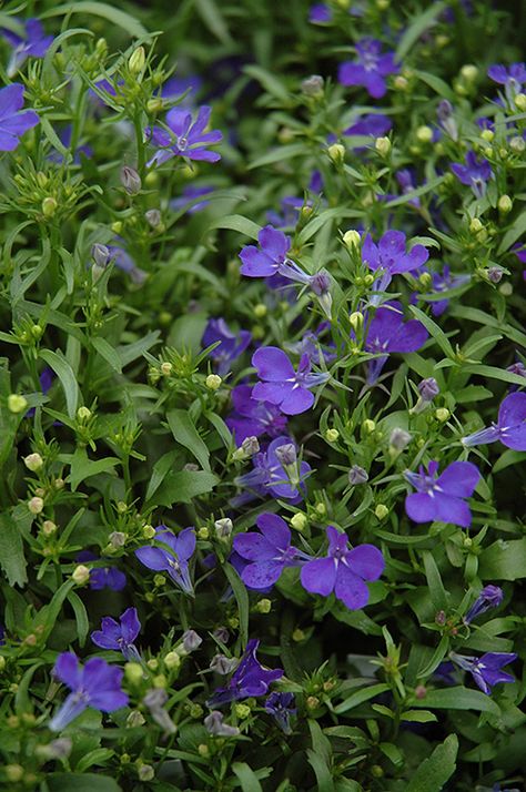 Caramel Board, Blue Lobelia, French Garden Design, Landscape Nursery, Potted Geraniums, Country Garden Decor, Diy Playground, Lush Lawn, French Country Garden