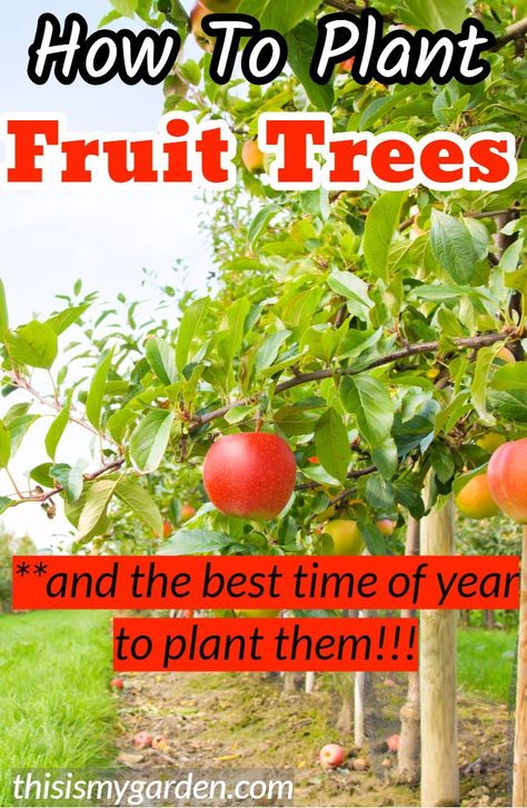 Plant Fruit Trees, Planting Apple Trees, Fruit Trees Backyard, Planting Fruit Trees, Trees Landscaping, Fruit Tree Garden, Growing Fruit Trees, Apple Trees, Peach Trees