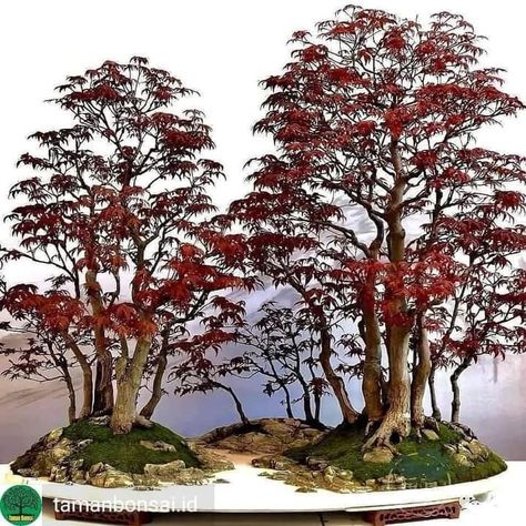 Japanese Maple Bonsai, Maple Bonsai, Bonsai Forest, Bee Friendly Garden, Bonsai Tree Types, Bonsai Tree Care, Bonsai Techniques, Indoor Bonsai Tree, Mini Bonsai