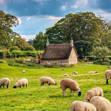 Whether in the Cotswolds in England, the Loire Valley in France, or the Hudson Valley here in New York, nothing compares to a weekend in… Scotland Aesthetic, Sheep Grazing, Sheep Paintings, Vision Book, Roof House, Woodland Art, Sheep And Lamb, Green Pasture, British Countryside