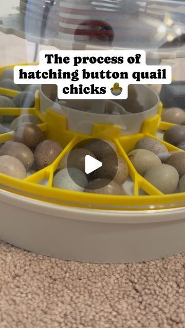 Button Quail, The Chicks, Quails, Egg Incubator, Piece Of Advice, The Hardest Part, First Week, Step By Step Guide, Life I