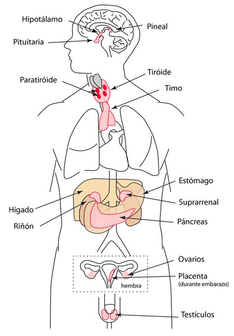 The Endocrine System The Endocrine System, Medical Videos, Medical School Studying, Endocrine System, Radiology, Medical School, Biology, Drawing Sketches, Medicine