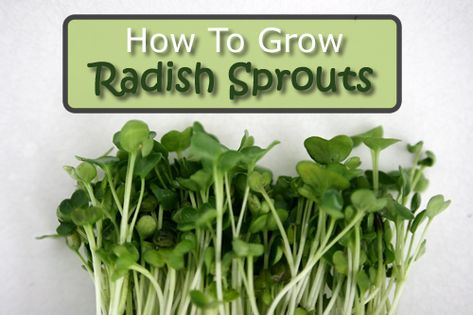 How To Grow Radish Sprouts - in just 5 days... #sprouting #radishes #gardening #sprouts #homestead #homesteading Growing Okra, Growing Radishes, Diy Canning, Homestead Lifestyle, Growing Kale, Radish Sprouts, Vertical Vegetable Gardens, Texas Garden, Homestead Ideas