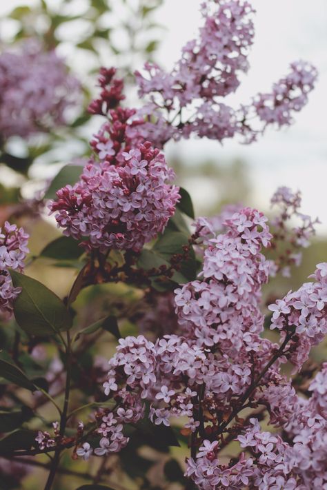 Bush With Flowers, Bush Aesthetic, Personal Strengths, Post Wallpaper, Regulate Emotions, Lilac Bush, Background Beauty, Lilac Bushes, Virtuous Woman