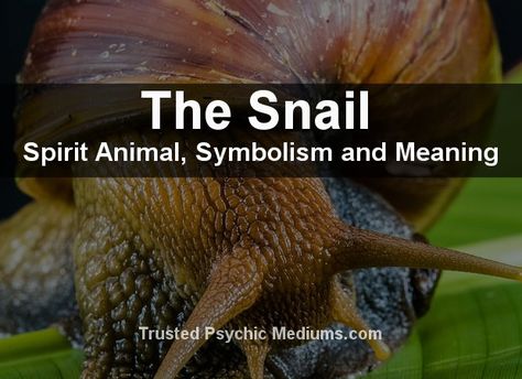 What does the Snail spirit animal really mean? Find out the true meaning and symbolism of the Snail in this special spirit animal analysis. Snail Spirit Animal, Snail Quote, Snail Habitat, Witch Basics, Animal Totem Spirit Guides, Animal Tarot Cards, Totem Animals, Animal Meanings, Healing Quotes Spiritual