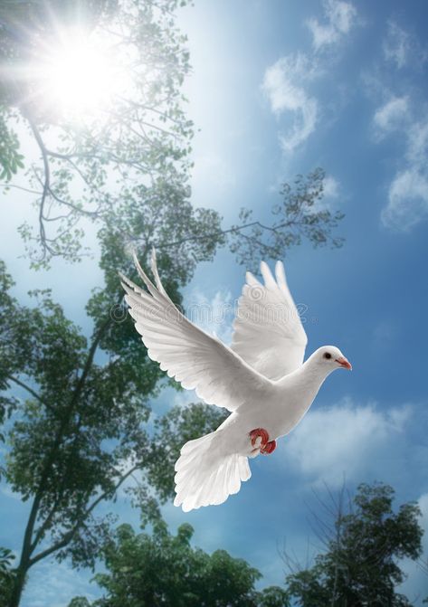 White dove flying. On sky with trees behind , #AD, #dove, #White, #flying, #trees, #sky #ad Dove Flying, Dove Pigeon, Bird Flying, White Dove, White Doves, White Bird, Pretty Birds, Bird Watching, Birds In Flight