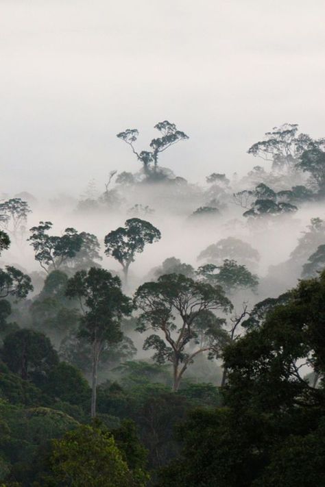 "To fulfill your dreams of misted canopy panoramas you need to head to a national park — this is the cheapest way to see rainforest in Borneo, but it may not be the isolated idyll that you had hoped for. Unless you have 200−300 ringgit per day to spend, this may be the only rainforest that you’ll be able to see." Indonesian Rainforest, Borneo Rainforest, Rainforest Canopy, Rainforest Photography, 2024 Board, Asia Trip, Animal Anatomy, Sea Star, How To Save Money