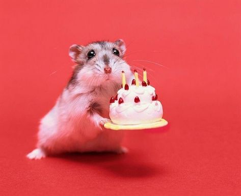 Happy Birthday Animal Memes, Hamster Happy Birthday, Happy Birthday Cat Meme, Happy Birthday Cute, Happy Birthday Animals, Me Happy Birthday, Happy Birthday Cat, Bestie Birthday, Birthday Icon