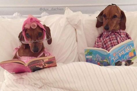 Too cute! Slaap Lekker, Funny Dachshund, Weenie Dogs, Dachshund Puppies, Dachshund Lovers, Dachshund Love, Weiner Dog, Wiener Dog, Reading Books