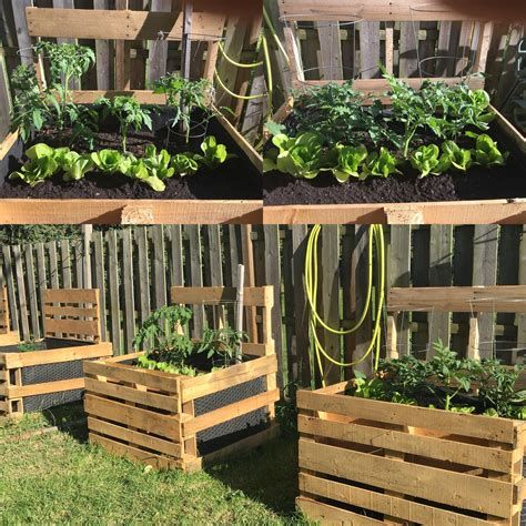 building planters with pallets - Yahoo Image Search Results Pallet Tomato Planter, Pallet Flower Boxes, Pallet Garden Box, Diy Pallet Garden, Farm Vegetables, Vegetables Farm, Homestead Diy, Beaver Scouts, Tomato Planter