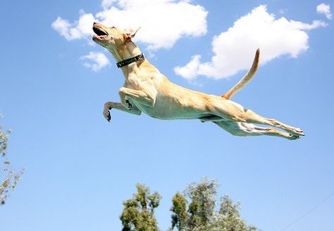 Wag The Dog, Flying Dog, Pet Tips, Jump For Joy, Online Pet Store, Dog Poses, Dog Gate, Dog Adventure, Dog Blog