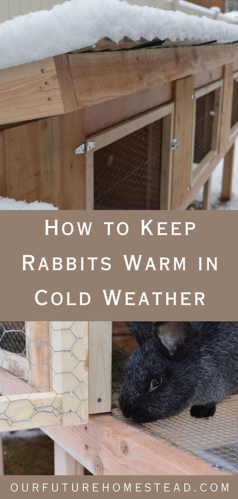 How to Keep Your Rabbits Warm in Cold Weather - Our Future Homestead Keeping Rabbits, Old Milk Jugs, Pet Rabbit Care, Meat Rabbits, Raising Rabbits, Winter Hacks, Rabbit Cage, Rabbit Care, Friends Happy