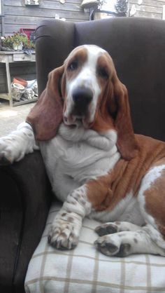 awww.. so sweet! Basset Dog, Hounds Of Love, Hound Dogs, Basset Hound Puppy, Hound Puppies, Cutest Dog Ever, Hello Sweetie, Basset Hound Dog, Bassett Hound