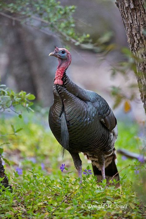 Turkey Bird Farm, Turkey Bird Photography, Turkey Reference, Turkey Animal, Turkey Breeds, Hunting Birds, Farming Land, Pet Turkey, Turkey Bird