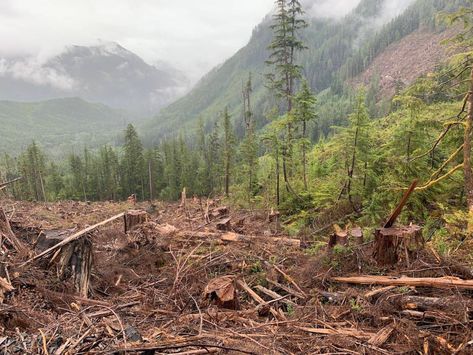 Forest Town, Logging Industry, Campbell River, Environmental Concerns, Old Trees, Environmental Damage, Making Faces, North Vancouver, Music Therapy