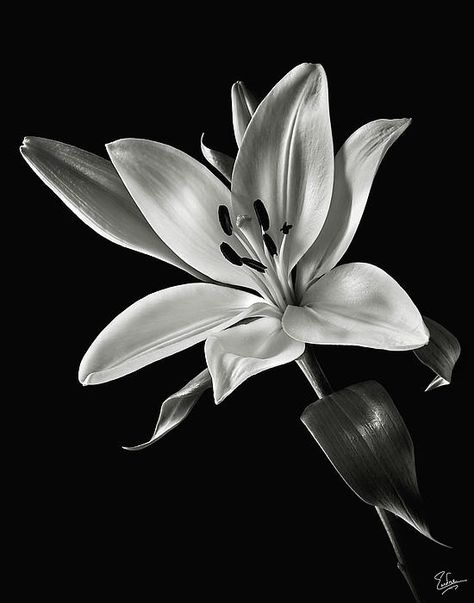 White Tiger Tattoo, Tiger Lily Tattoos, Asiatic Lily, Lilly Flower, Lily Tattoo, Black And White Flowers, Flower Photography, Tiger Lily, Black White Photos