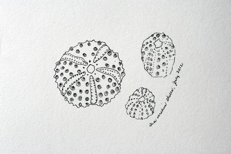 sea urchin drawing Sea Urchin Shell Tattoo, Abalone Shell Drawing, Abalone Shell Tattoo, Sea Urchin Tattoo, Sea Urchin Drawing, Urchin Drawing, Shell Drawings, Sea Urchins Art, Beachy Tattoos