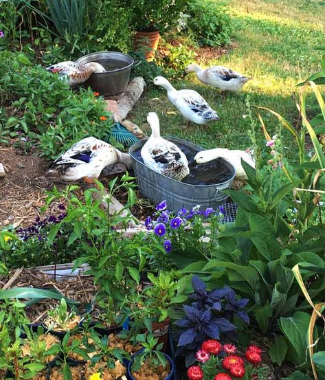 Ducks On A Farm, Ducks In The Garden, Garden With Ducks, Plants For Ducks, Toys For Ducks, Ducks In Garden, Garden With Animals, Ducks Coop, Ducks Farm