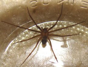 Natural Spider Control- Key ways to control Spiders | Green Eco Services Spider Control, Recluse Spider, Brown Recluse Spider, Amazing Insects, Types Of Spiders, Brown Recluse, Control Key, Central California, Cleaning Ideas