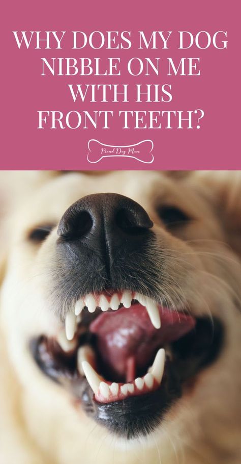 Why Does My Dog Nibble On Me With His Front Teeth? | Dog Behavior | Dog Care Tips | Rare Dogs, Dog Wellness, Dog Run, Front Teeth, Rare Dog Breeds, Dog Information, Dog Nutrition, Healthy Dog Treat Recipes, Dog Allergies