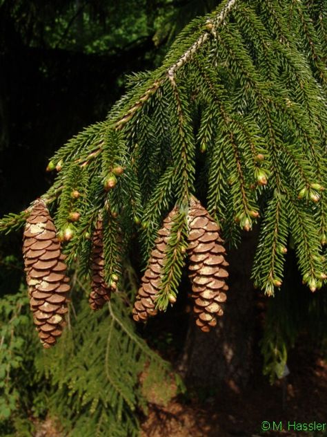 Picea Orientalis, Pine Cones, Trees To Plant, Plant Leaves, Forest, Flowers, Plants