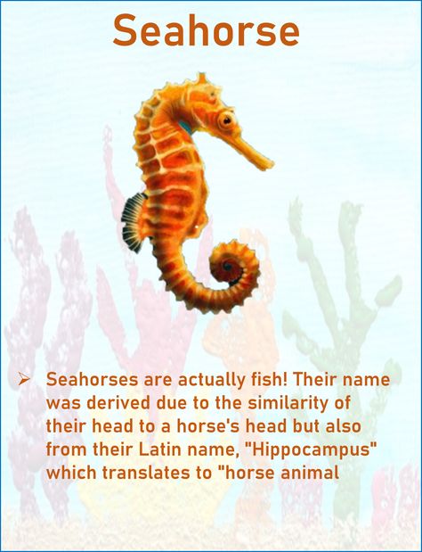 Seahorse Sea Horses, Creative Office, Class Room, Seahorses, Horse Head, Fun Fact, Facts About, Fun Facts, Horses